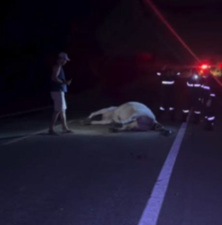 Acidente na BR-412: carro de Zabelê bate em boi e motorista não é encontrado
