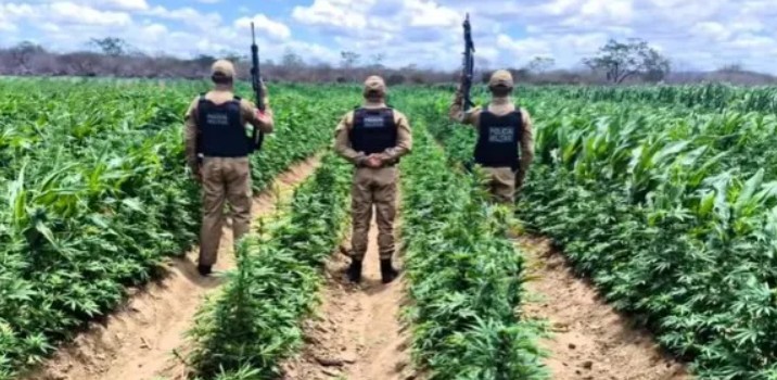 Polícia Militar descobre grande plantação de maconha na zona rural de Camalaú