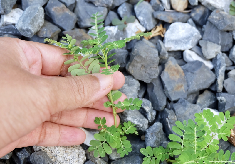 Folha de quebra-pedra será o 1º remédio fitoterápico do SUS