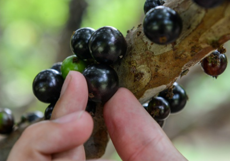 Brasil tem 3 das melhores frutas do mundo. Veja ranking completo