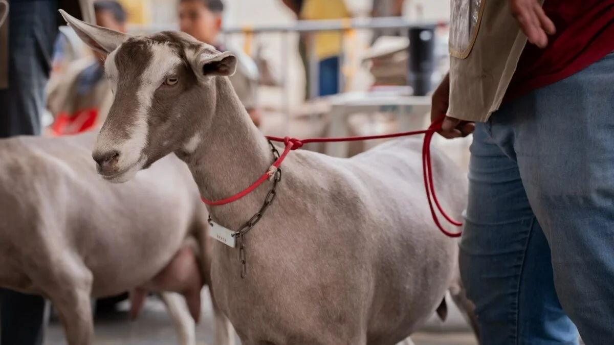 12ª Expoprata realiza, pela 1ª vez na Paraíba, Exposição Nacional da raça Murciana-Granadina