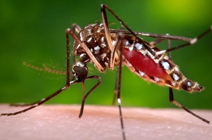 Dengue já provocou mortes em Camalaú, Monteiro e Sumé; Paraíba registra 14 óbitos em 2026